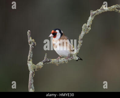 Cardellino (Carduelis carduelis) lichene sul ramo coperti Foto Stock