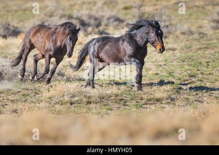 Stock Photo : Due marrone mustang selvatici in esecuzione (Equus caballus ferus), West Desert, Utah, Stati Uniti d'America, America del Nord Foto Stock