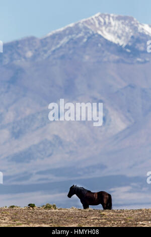 Stock Photo : Lonely Wild Horse emarginati dal resto della mandria (Equus caballus ferus), West Desert, Utah, Stati Uniti d'America, America del Nord Foto Stock