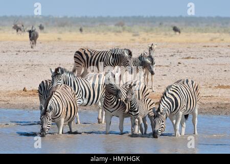 Allevamento di Burchell's zebre (Equus quagga burchellii), bere in un Waterhole, il Parco Nazionale di Etosha, Namibia, Africa Foto Stock