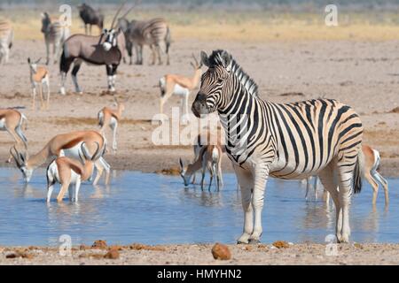 La Burchell zebra (Equus quagga burchellii) e springboks bere a waterhole, gemsbok dietro, il Parco Nazionale di Etosha, Namibia, Africa Foto Stock
