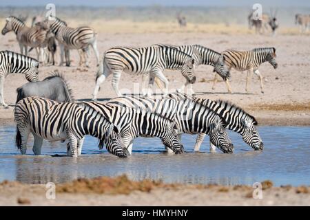 Quattro la Burchell zebre (Equus quagga burchellii) bere in un Waterhole, il Parco Nazionale di Etosha, Namibia, Africa Foto Stock