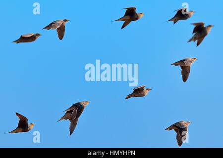 Namaqua sandgrouses (Pterocles namaqua), stormo di uccelli in volo, il Parco Nazionale di Etosha, Namibia, Africa Foto Stock