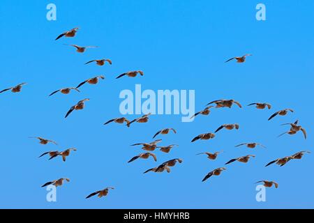 Namaqua sandgrouses (Pterocles namaqua), stormo di uccelli in volo, il Parco Nazionale di Etosha, Namibia, Africa Foto Stock