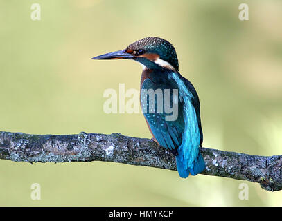 Unione Kingfisher (Alcedo atthis) in posa su di un ramo, visto di profilo Foto Stock