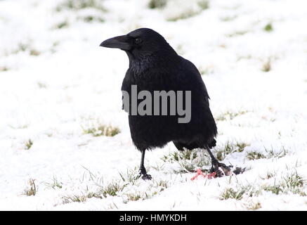 Nero europeo carrion crow (Corvus Corone) nella neve, di alimentazione su un mouse Foto Stock
