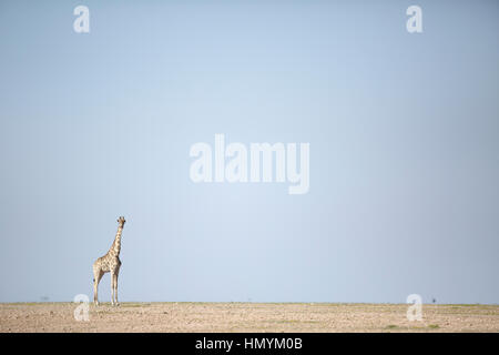 Una giraffa si erge nel deserto del Namib Foto Stock