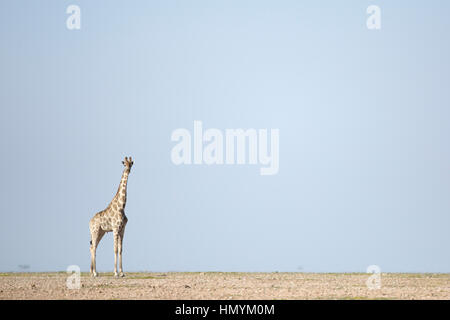 Una giraffa si erge nel deserto del Namib Foto Stock