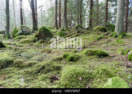 Vecchio incontaminata foresta di muschio con rocce e tronchi di alberi Foto Stock
