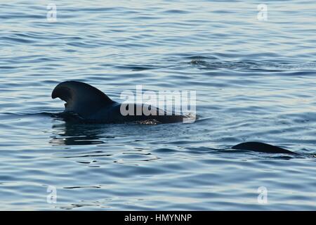 A breve alettato di balene pilota di vitello, Golfo di California (Mare di Cortez), Baja California Norte, Messico Foto Stock