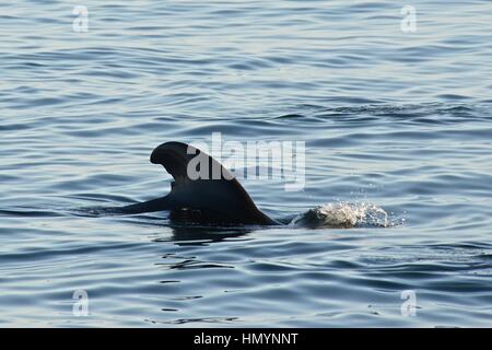 A breve alettato di balene pilota di vitello, Golfo di California (Mare di Cortez), Baja California Norte, Messico Foto Stock