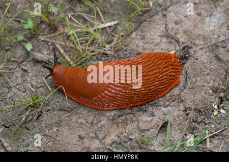 Euopean red slug (Arion rufus) Foto Stock