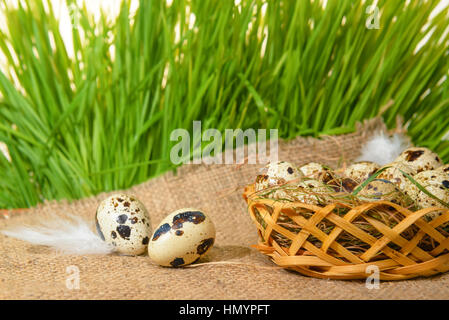 Uova di quaglia con paglia e piume in cesto su un letto di sacco e la molla verde erba, Pasqua concetto, close up Foto Stock