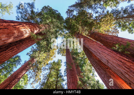 Sequoia gigante nel Parco Nazionale di Sequoia. Foto Stock