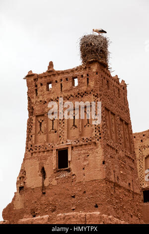 Il Marocco. Cicogna in nido, Tamdaght Ksar, uno storico insediamento Glaoui. Foto Stock