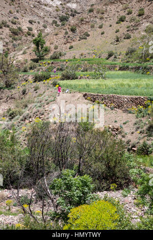 Atlante, Marocco. Il contadino del campo nella stretta valle di montagna tra Marrakech e Ouarzazate. Foto Stock