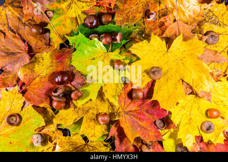 Colorate e luminose sfondo costituito di caduto foglie di autunno Foto Stock