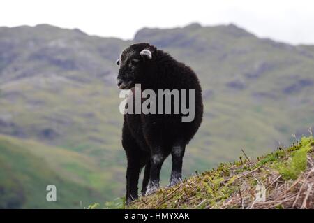 Nero Agnello Herdwick sul Lake District è diminuito Foto Stock