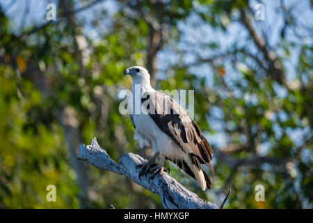 Un bianco-panciuto Sea-Eagle sono ' appollaiati in una struttura ad albero al di sopra di una zona umida billabong. Foto Stock