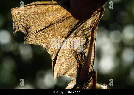 Il estendibili, pelle sottile sul parafango di una Orange foglia dal naso-Bat chiamato patagium. Foto Stock