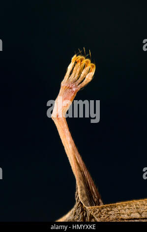 I piedi e le dita dei piedi e artigli di un Orange foglia dal naso-Bat. Foto Stock