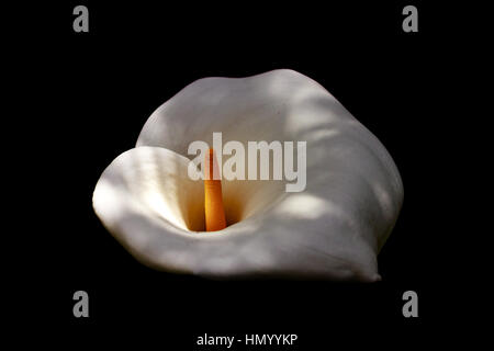 Bianco gigante Calla Lilly Foto Stock