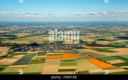 Terreni agricoli, campi di zucca, Löwenich vicino Erkelenz, Niederrhein, Renania, Renania settentrionale-Vestfalia, Germania Foto Stock