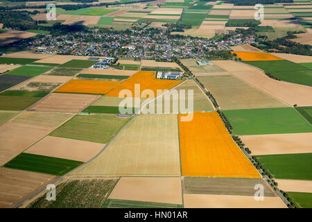 Terreni agricoli, campi di zucca, Löwenich vicino Erkelenz, Niederrhein, Renania, Renania settentrionale-Vestfalia, Germania Foto Stock