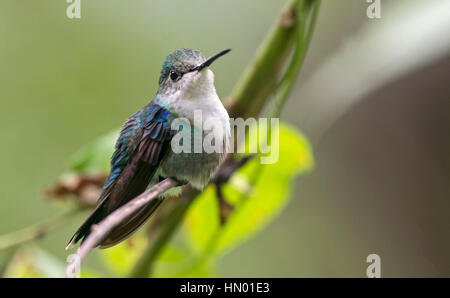 Verde-incoronato Woodnymph femmina (Thalurania colombica fannyi). El Queremal, Valle del Cauca Foto Stock