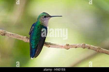 Verde-incoronato Woodnymph femmina (Thalurania colombica fannyi). El Queremal, Valle del Cauca Foto Stock