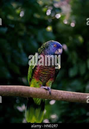 Una Santa Lucia Parrot. Come suggerisce il suo nome la Santa Lucia Parrot, o Jacquot, si trova solo sull'isola di Santa Lucia in Indie ad ovest dove vive Foto Stock