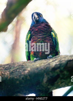 Una Santa Lucia Parrot. Come suggerisce il suo nome la Santa Lucia Parrot, o Jacquot, si trova solo sull'isola di Santa Lucia in Indie ad ovest dove vive Foto Stock