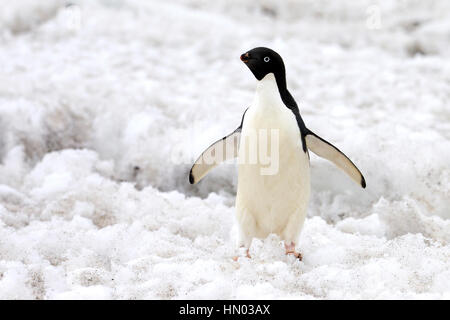 Adelie Penguin, (Pygoscelis adeliae), Antartide, Devil Island, adulto nella neve Foto Stock