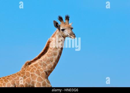 Giovane Sudafricano giraffe o Cape giraffe (Giraffa giraffa giraffa), Kruger National Park, Sud Africa e Africa Foto Stock