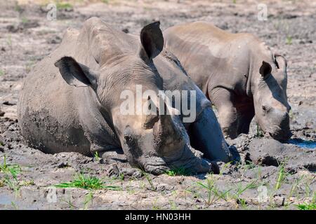 Rinoceronti Bianchi o piazza a labbro rinoceronti (Ceratotherium simum), madre con vitello in fango, Kruger National Park, Sud Africa e Africa Foto Stock