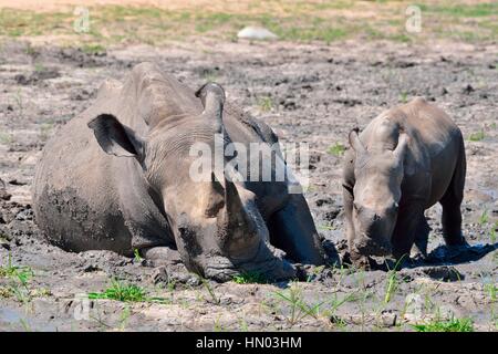 Rinoceronti Bianchi o piazza a labbro rinoceronti (Ceratotherium simum), madre con vitello in fango, Kruger National Park, Sud Africa e Africa Foto Stock