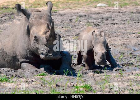 Rinoceronti Bianchi o piazza a labbro rinoceronti (Ceratotherium simum), madre con vitello in fango, Kruger National Park, Sud Africa e Africa Foto Stock