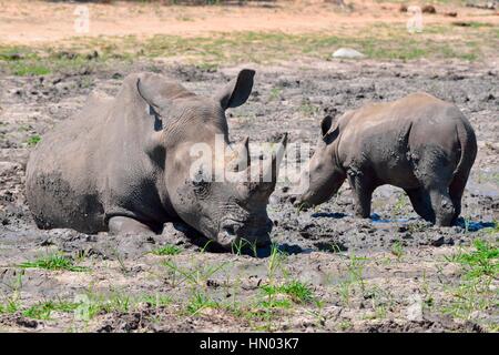 Rinoceronti Bianchi o piazza a labbro rinoceronti (Ceratotherium simum), madre con vitello in fango, nervoso, Kruger National Park, Sud Africa Foto Stock