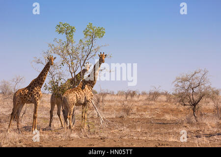 Tre le giraffe nel Parco Nazionale di Kruger in Sud Africa. Foto Stock