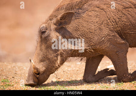 Close up di un inginocchiò pascolare warthog nel Parco Nazionale di Kruger, Sud Africa. Foto Stock