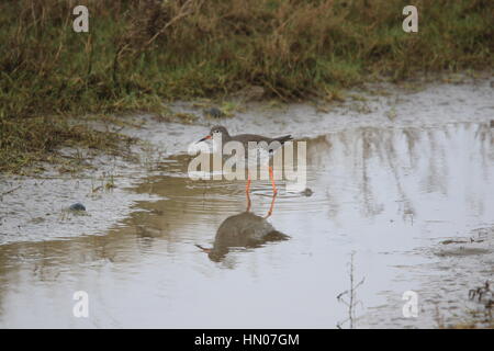 REDSHANK e riflessione [ TRINGA TOTANUS ] Foto Stock