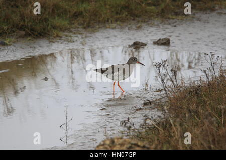 REDSHANK in cerca di cibo. Foto Stock