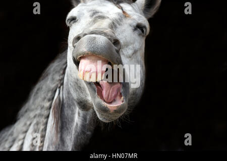 Strano animale è un cavallo bianco a ridere il suo funny face off. Foto Stock