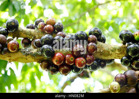 Jabuticaba Foto Stock