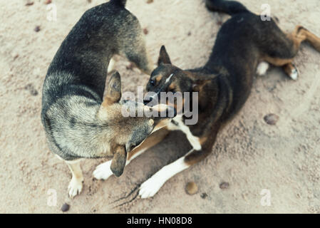 Due cani che esercitano sulla spiaggia Foto Stock