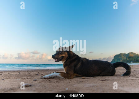 Lonely Thai cane sulla spiaggia Foto Stock