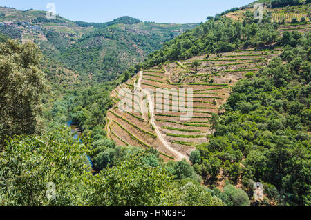 L'Europa, il Portogallo, la Valle del Douro, Porto, una regione che va dal confine Spanish-Portugal fino alla costa. La valle è rivestito con forte pendenza delle colline. Foto Stock