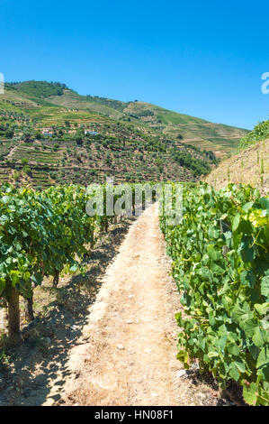 L'Europa, il Portogallo, la Valle del Douro, Porto, una regione che va dal confine Spanish-Portugal fino alla costa. La valle è rivestito con forte pendenza delle colline. Foto Stock