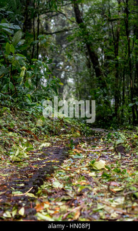 Un percorso attraverso la foresta pluviale a Monteverde in Costa Rica Foto Stock