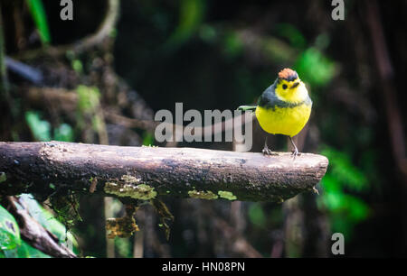 Un collare redstart siede su un ramo dopo un acquazzone nella Monteverde Cloudforest, Costa Rica Foto Stock